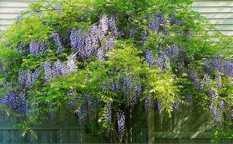 Blue Chinese Wisteria Tree Seeds