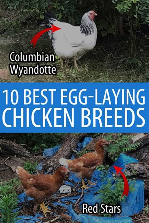 10 Best Egg-Laying Chicken Breeds • New Life On A Homestead