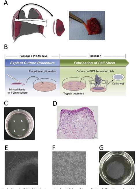 Figure 1 From Explant Culture Of Oral Mucosal Epithelial Cells For