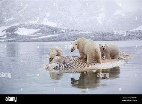 Three Polar Bears Ursus Maritimus Feeding On Dead Whale Svalbard