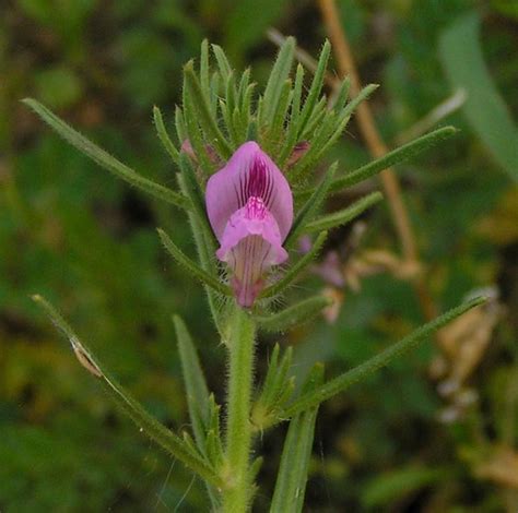 Acker L Wenmaul Bei Son Bosc Mallorca Ngid Flickr