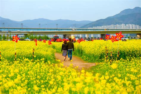 【韓國旅遊】春饗釜慶邱～櫻花油菜花、八公山纜車、長腳蟹積木村、韓服體驗塗鴉秀五日 Kkday