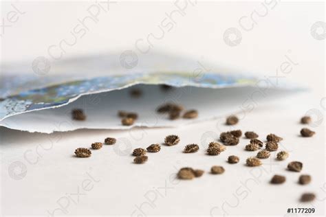 Forget Me Not Seeds Spilled From A Seed Packet Stock Photo 1177209