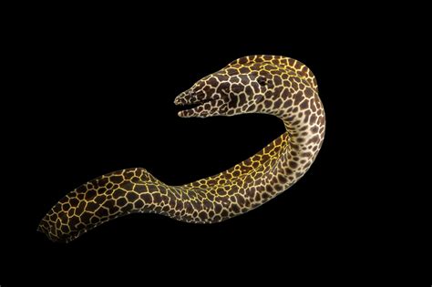 Laced Moray Eel Gymnothorax Favagineus Joel Sartore