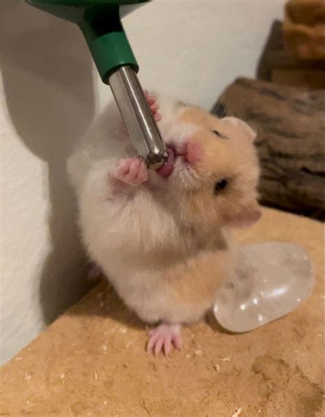 Pin by Anna Hellström on Hamster in 2024 Cute hamsters Cute rats