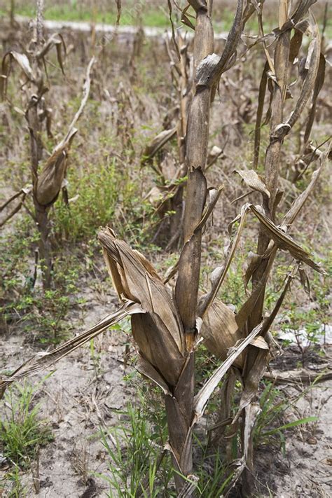 Drought Affected Maize Crop Stock Image C Science Photo