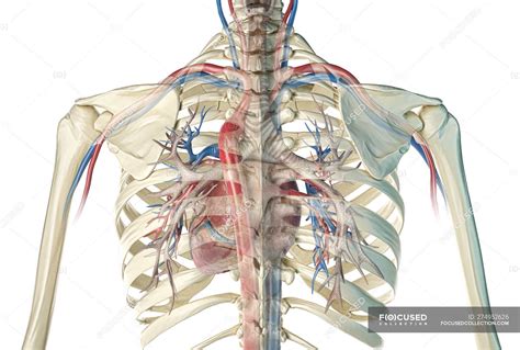 Anatomy Rib Cage With Heart - Hearts Are Wild Things Thats Why Our Ribs ...