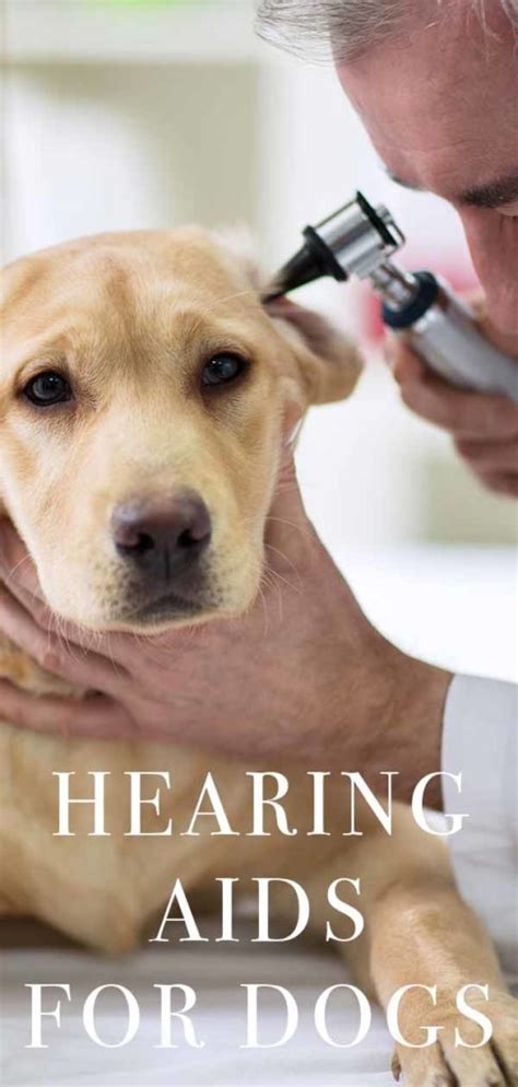 Hearing Aids for Dogs - A Solution To Canine Hearing Problems?