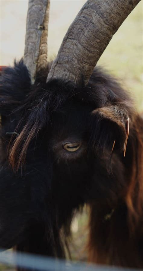 Goat Eating Grass At The Farm Free Stock Video Footage, Royalty-Free 4K ...