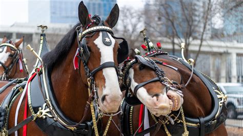 This Is Where The Budweiser Clydesdales Go When They Retire