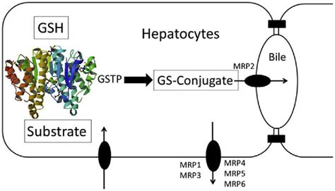 Figure From Pleiotropic Functions Of Glutathione S Transferase P