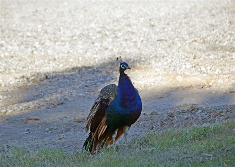 Peacock Nevada Clark County Earl C Leatherberry Flickr