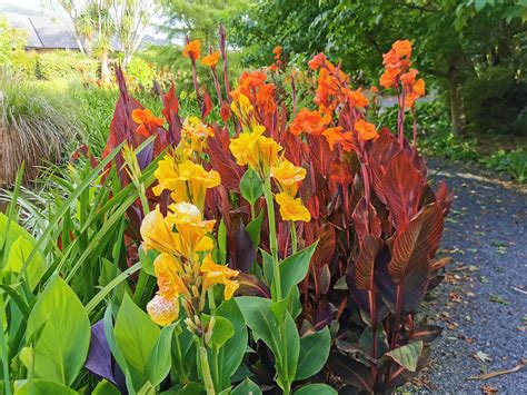 Is Canna Lily Deer Resistant And How Can You Protect Them Plan Your