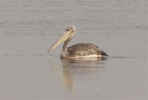 Pelecanus Rufescens Pink Backed Pelican Flickr