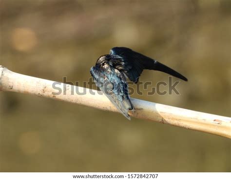 Mangrove Forest Birds Their Ecosistem Stock Photo 1572842707 | Shutterstock