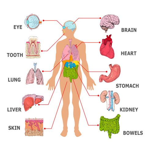 What is an organ? An organ is a collection of millions of cells which ...