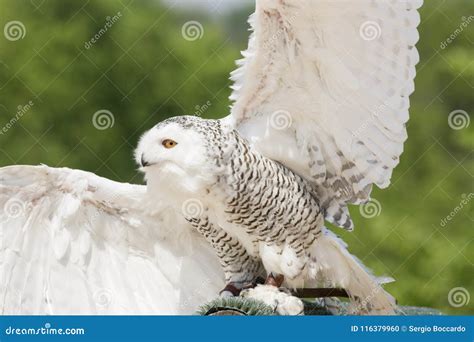 Snowy Owl during a Birds of Prey Show Stock Photo - Image of sharp ...