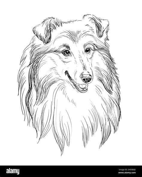 Ilustración de dibujo a mano de vector de perro Collie realista aislado sobre fondo blanco. Para ...