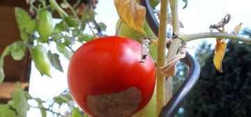 Blütenendfäule bei Tomaten Das kannst du tun Utopia de