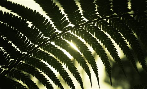 Fotos Gratis Rbol Naturaleza Bosque Rama Cielo Puesta De Sol