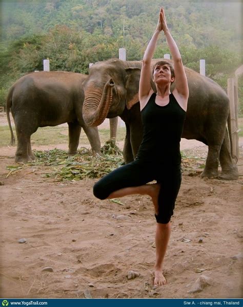 Yoga Poses Around The World Tree Pose With Elephants In Chiang Mai