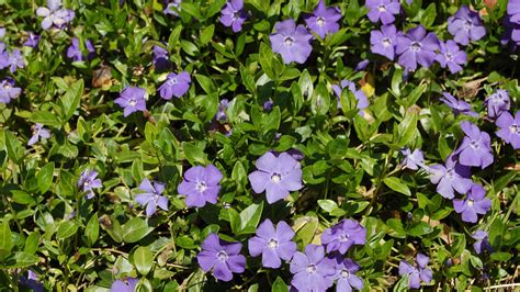 Petal Purple Flower Vine Best Flower Site