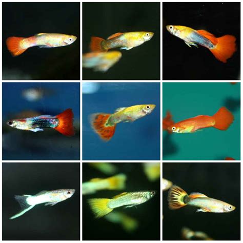 Assorted Fancy Guppy Poecilia Reticulata Male Thatpetplace