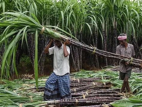 Sugarcane Price Pm Modi Cabinet Hikes Sugarcane Frp For 2023 24 Season