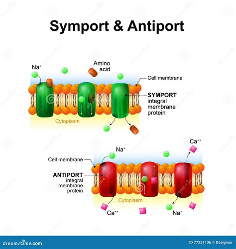 Symport and Antiport. Cell Membrane Transport Systems Stock Vector ...