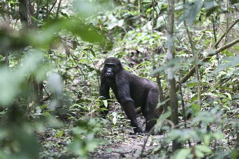 Gabon counts on visitors to help preserve great apes
