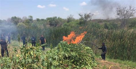 Incineran 52 toneladas de marihuana en plantío ubicado en Sonora