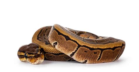 Ball Python Pictures - AZ Animals