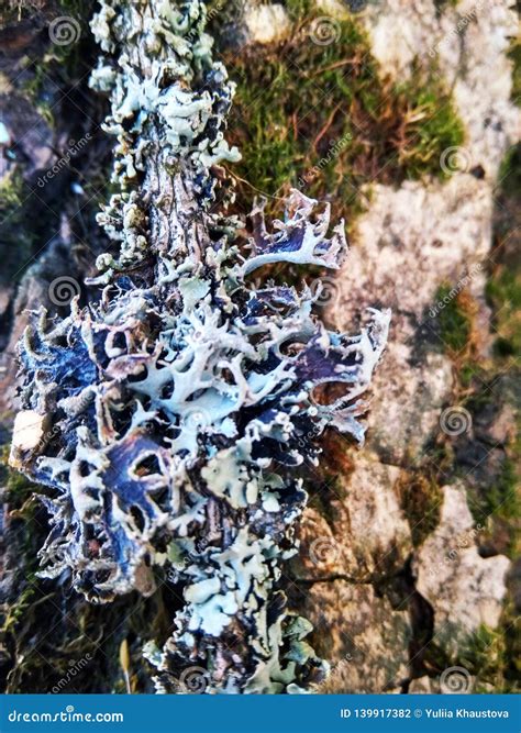 Beautiful Blue Lichen on a Tree Trunk Stock Photo - Image of winter ...