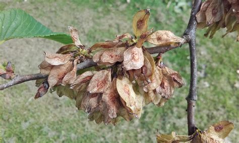 Fruit Trees - Home Gardening Apple, Cherry, Pear, Plum: Elm Tree Fruit