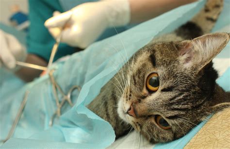 Katze kastrieren Mit diesen Kosten müssen Sie rechnen