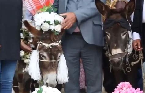 Burros Contraen Nupcias En Su D A Narrativa News