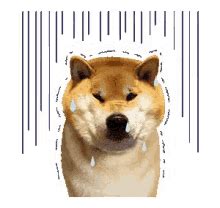 Doge Sad GIFs | Tenor