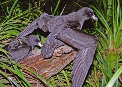 Protecting The Westland Petreltāiko This Summer In Punakaiki Nz