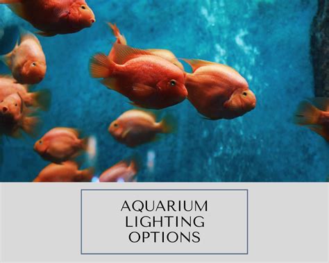 Aquarium Lighting Options: Choosing the Perfect Lighting for your ...