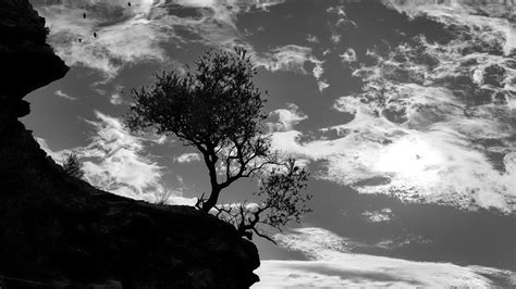 Download Wallpaper 3840x2160 Trees Silhouettes Cliff Black And White