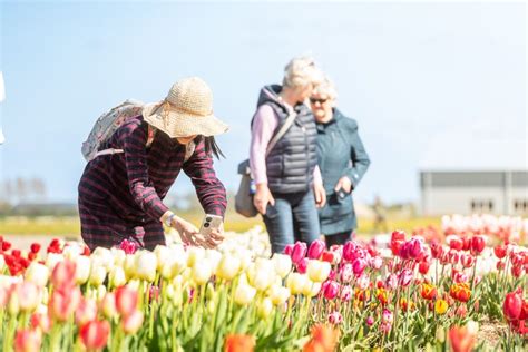 Lễ hội hoa tulip tại Hà Lan sự kiện không thể bỏ qua khi đến châu Âu