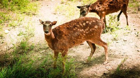 Visayan Spotted Deer l Highly Reclusive Mammal - Our Breathing Planet