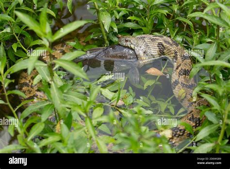 Water snake eating a catfish in a pond Stock Photo - Alamy