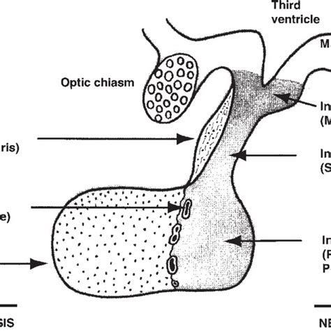 (PDF) Hypophysis