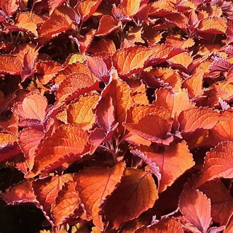 Coleus Wall St Modern Homestead Home Garden