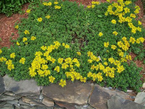 Yellow Sedum Sedum Plants Flowers