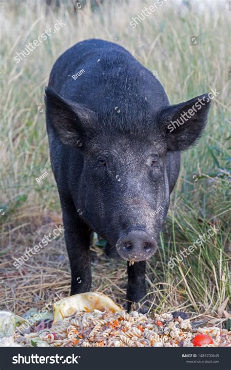 Feeding A Pig Scraps: Over 34 Royalty-Free Licensable Stock Photos ...