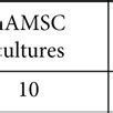 Human Amnion Mesenchymal Stem Cells Hamscs Grown As Both Monolayer