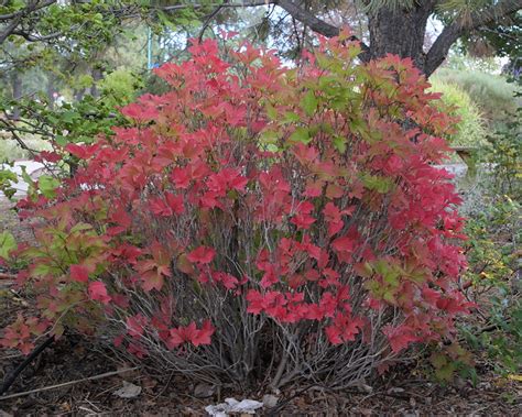 Wentworth American Cranberry Viburnum 419 7279 Photo Lamg Photos