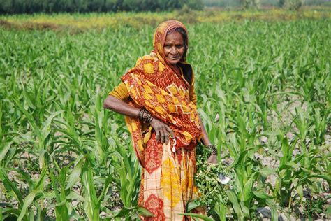 Farmer Weeding Maize Field In Bihar India A Photo On Flickriver